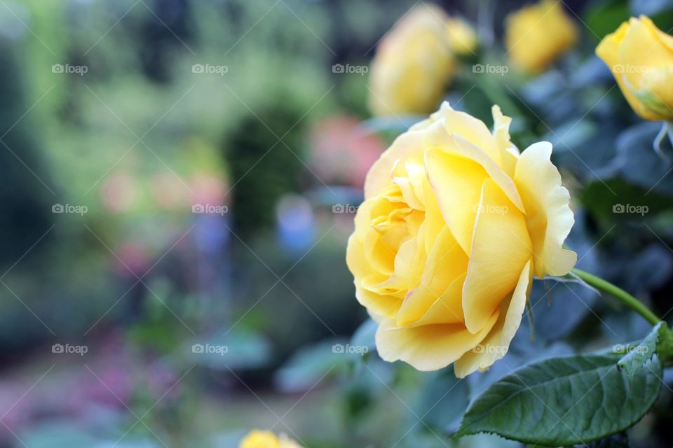 Yellow spring rose at the International Rose Garden in Portland, Oregon 