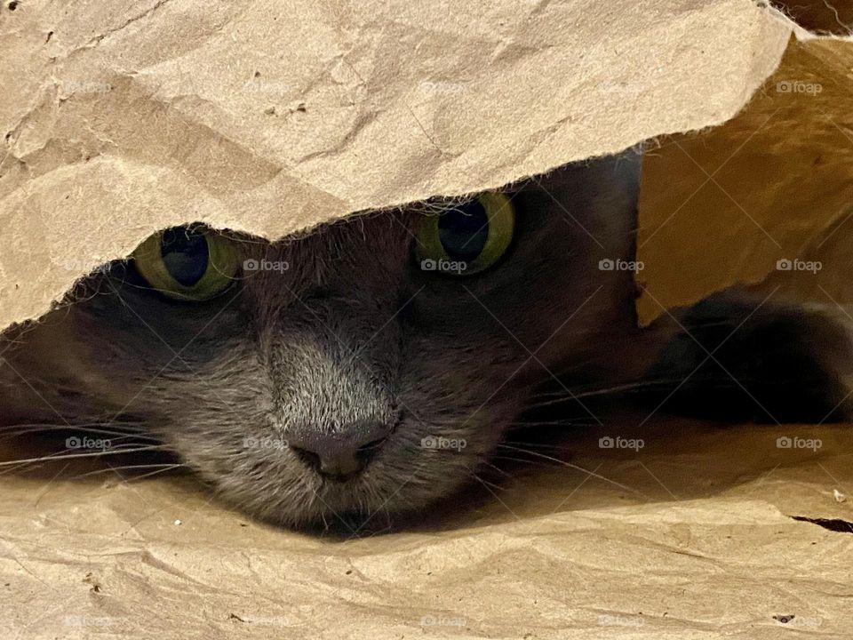 A grey cat hiding in a pile of brown paper