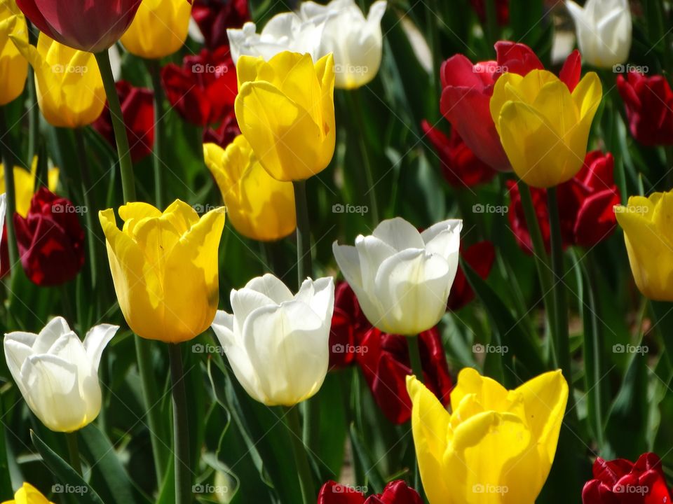 Beautiful tulips flowers