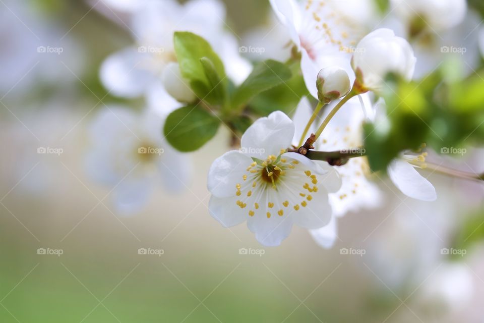 Cherry plum flowers 