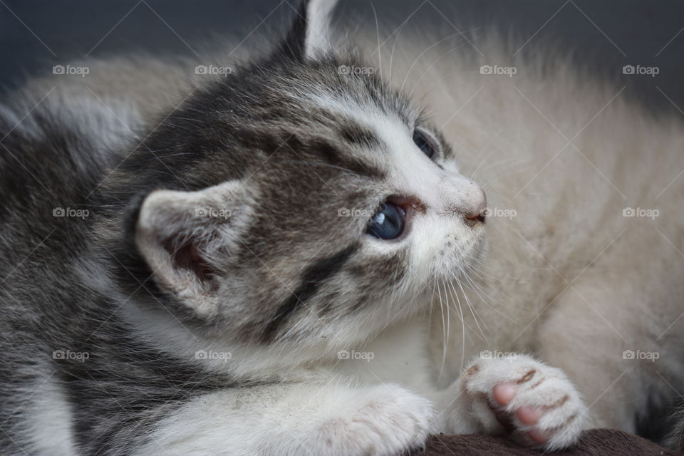 Cute kitten