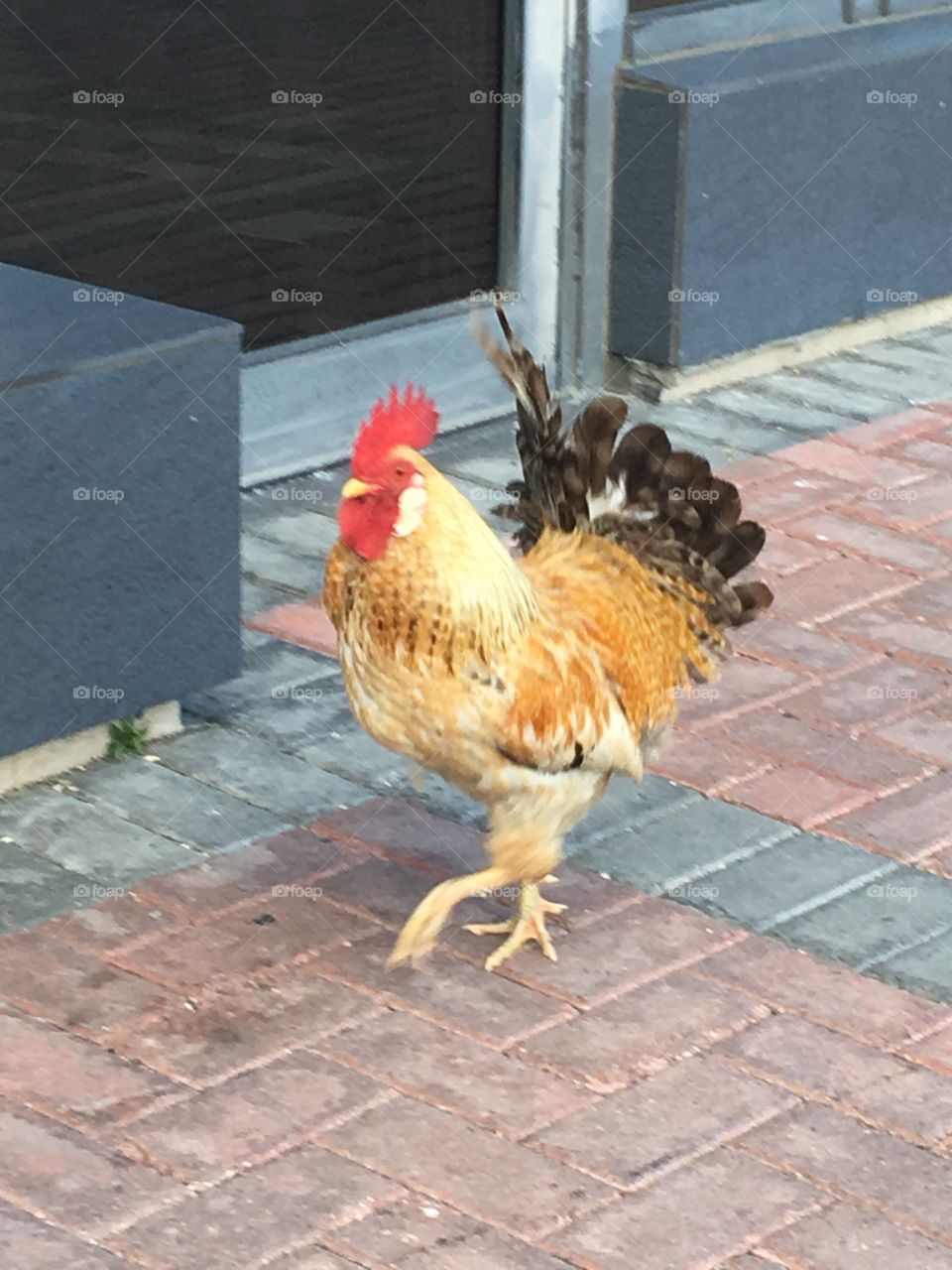 Fly rooster