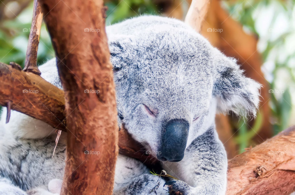 koala bear asleep