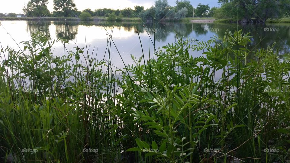 Lake Through Weeds