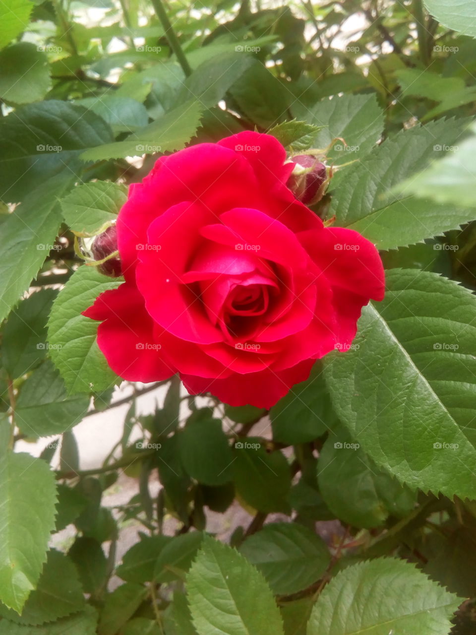 red rose