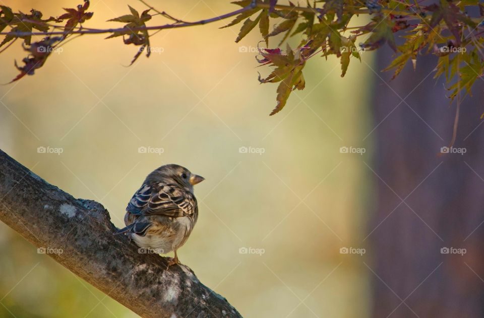 Sparrow perching on the tree branch