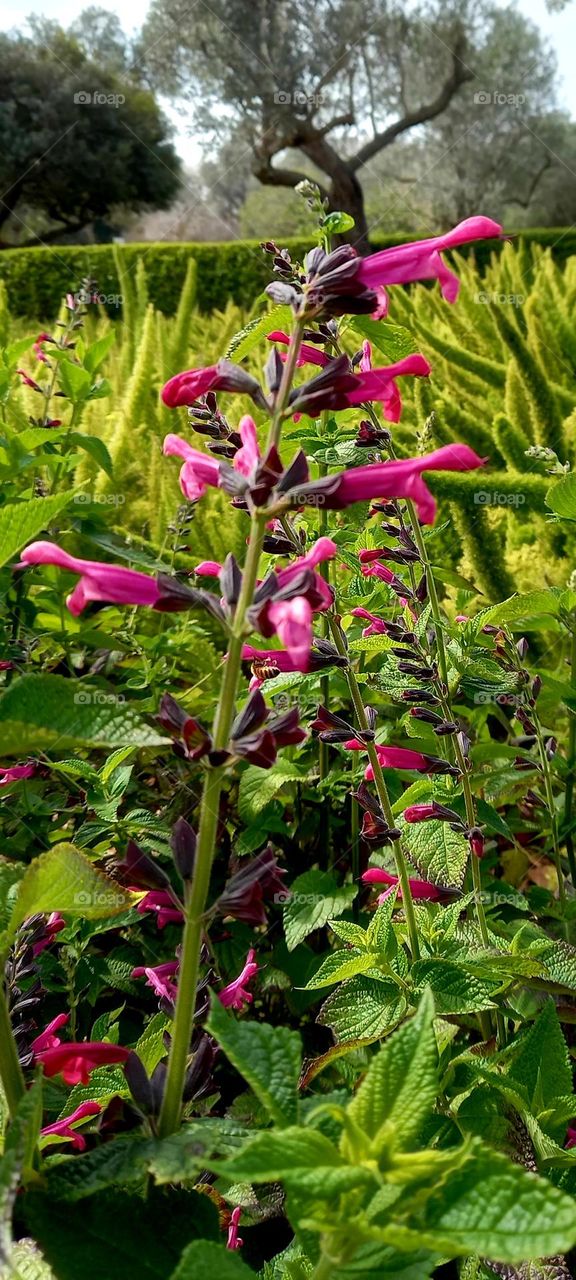 Salvia patens