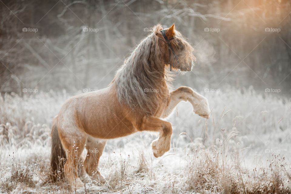 Tinker horse (Gypsy cob)   in an winter forest