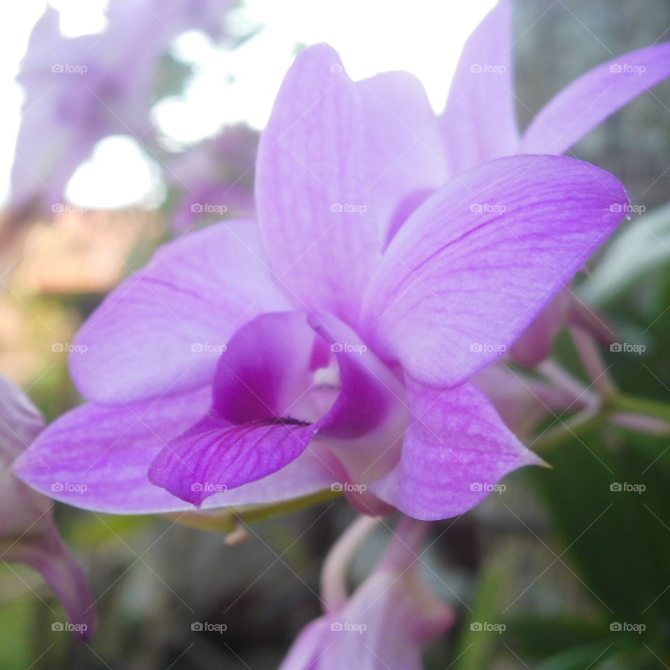orchids 🎑