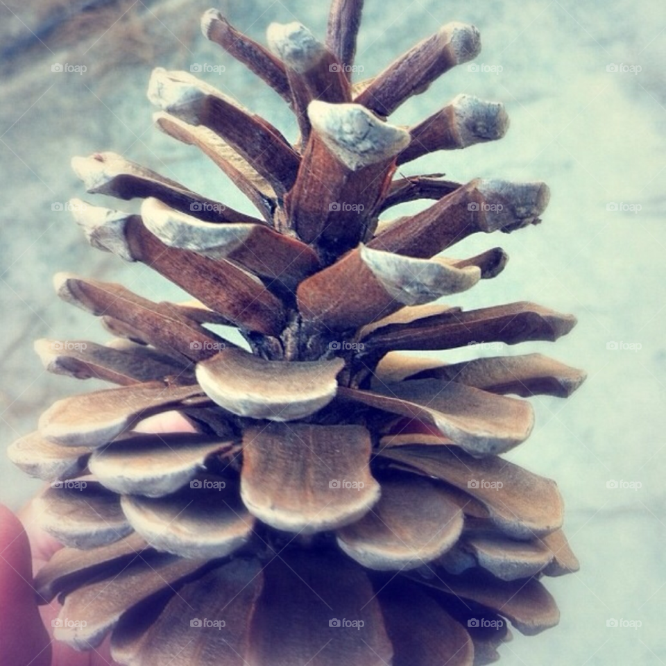pine cones by blaqrayne