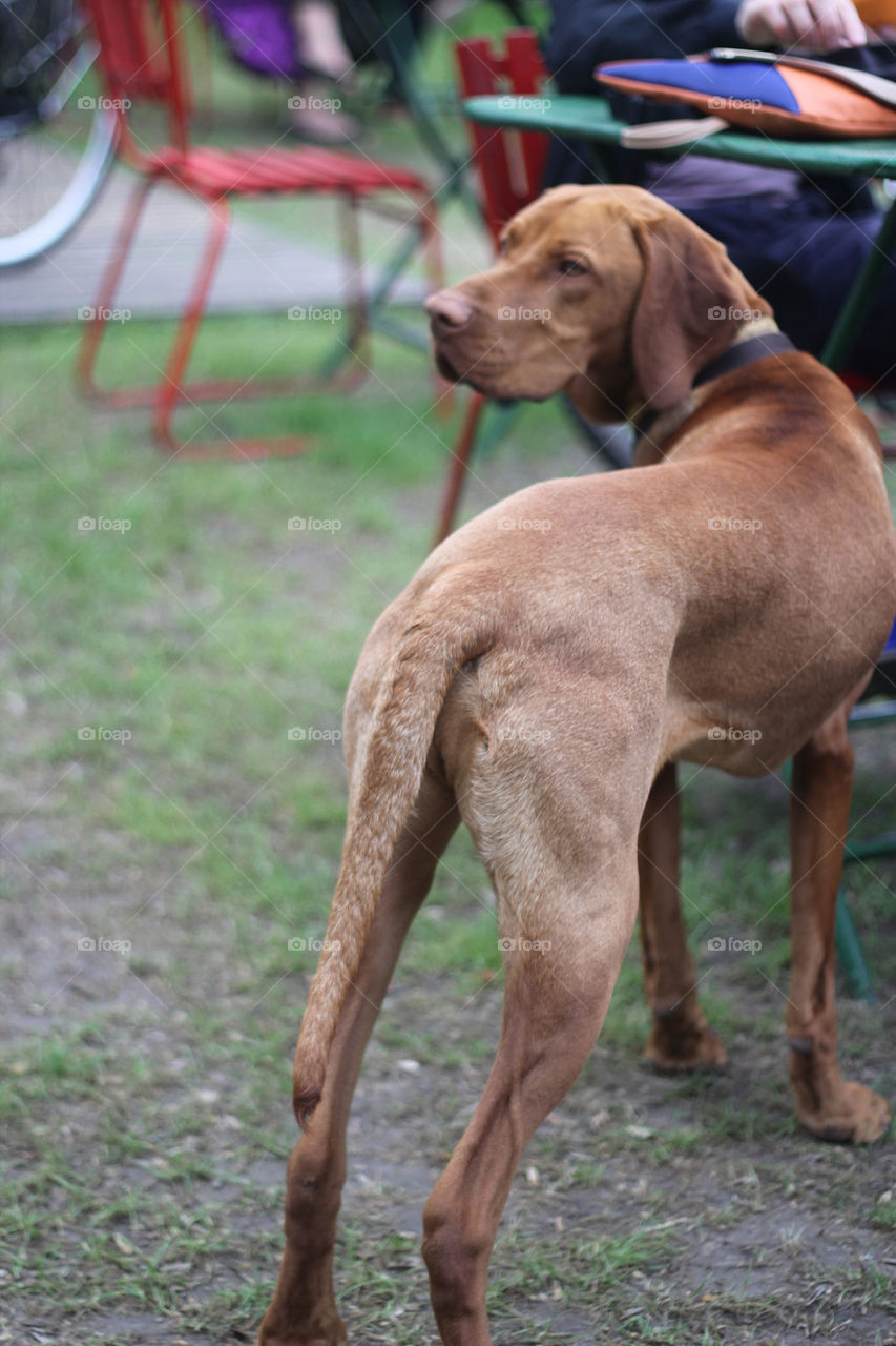 dog animal brown friend by ndia