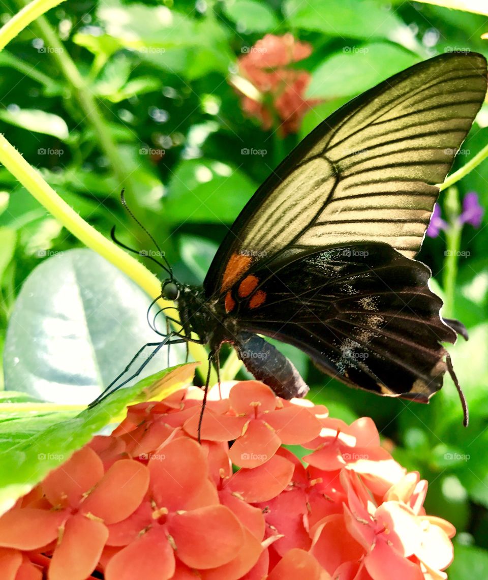 Butterfly on Orange Flower