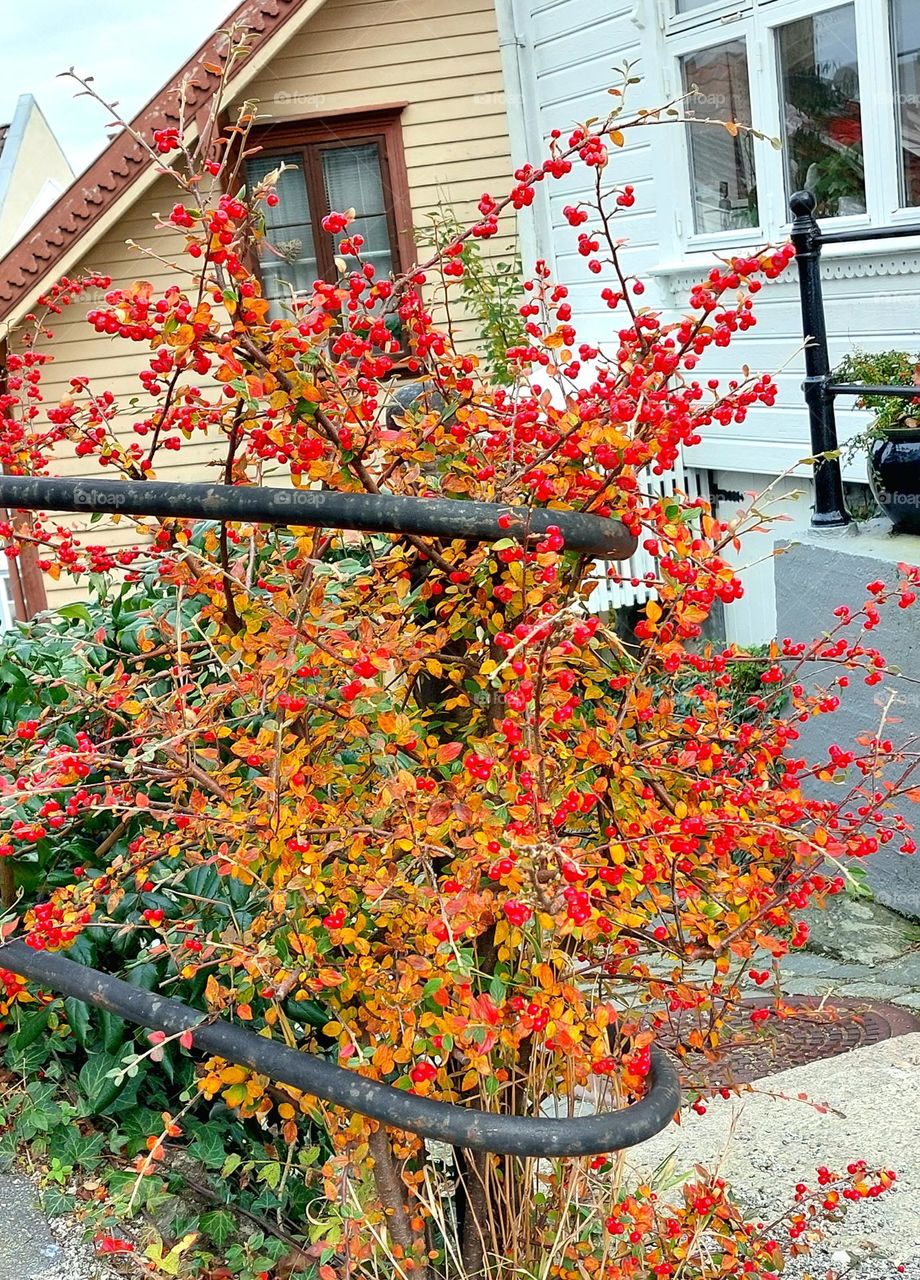 bush in autumn