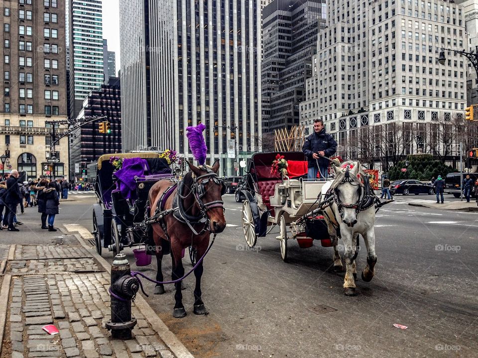 Horse carriage . Central Park horses 