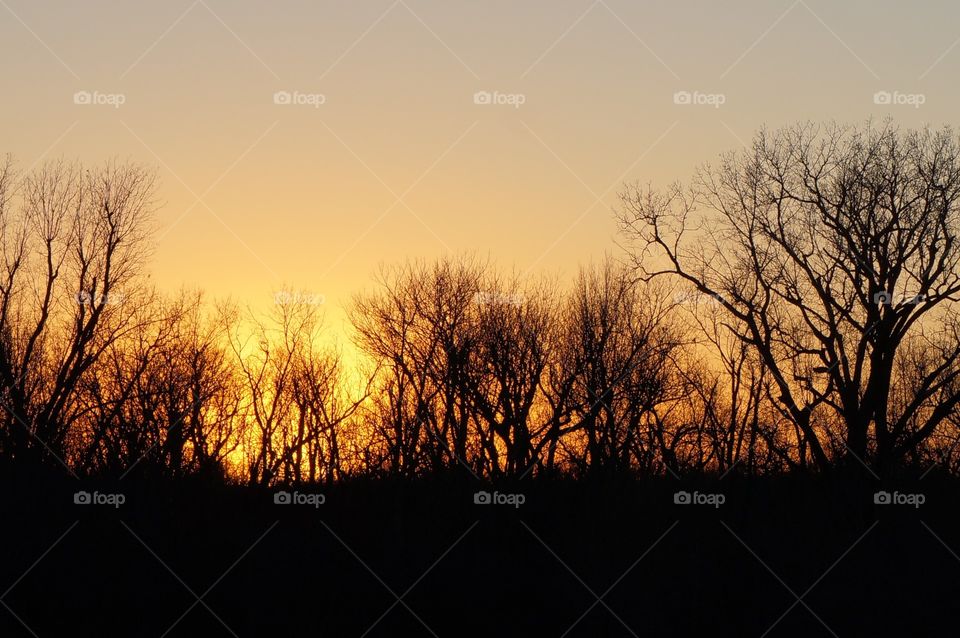 Yellow setting sun. Tree silhouettes 