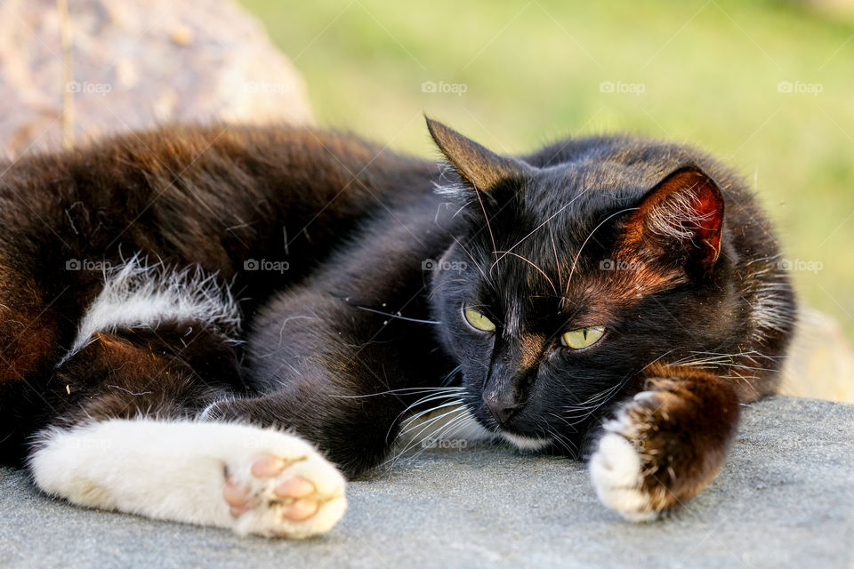 cat resting on a sun warmed stone