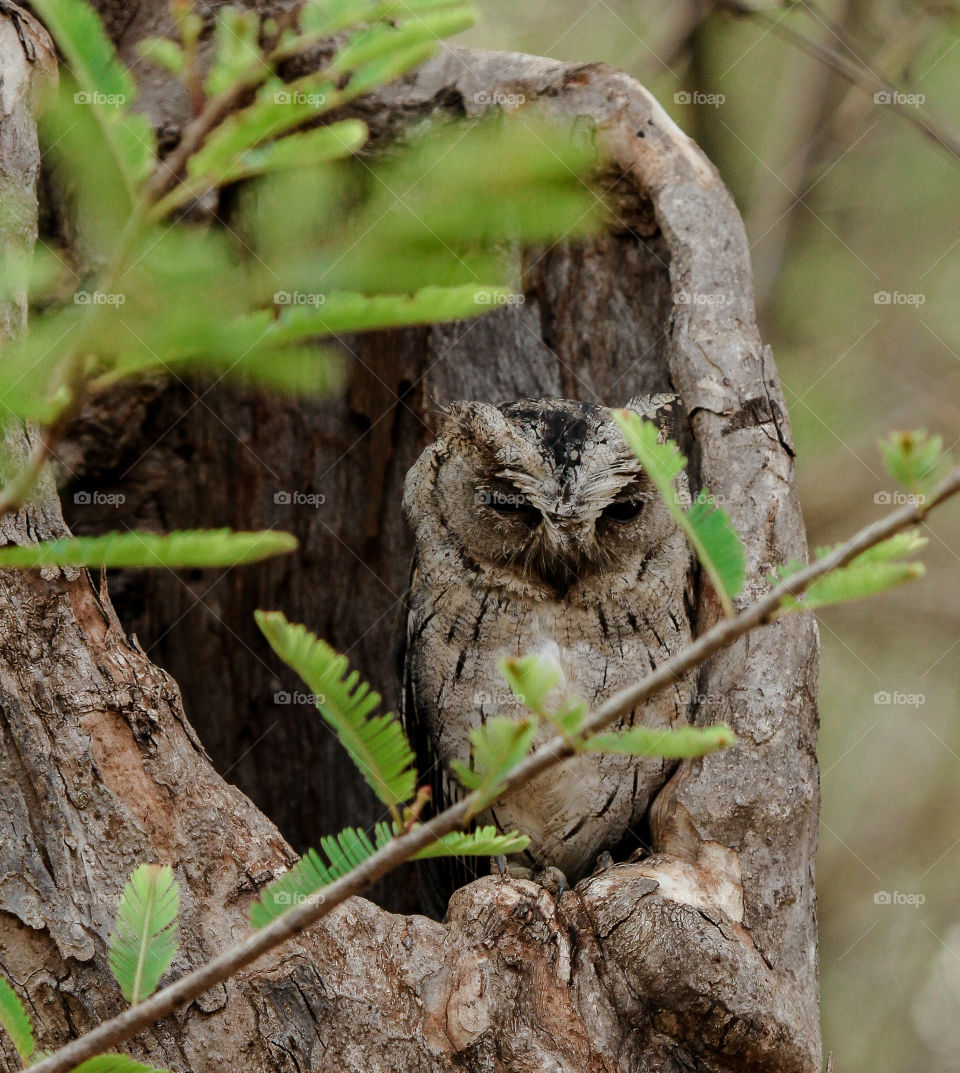 Juvenile owl