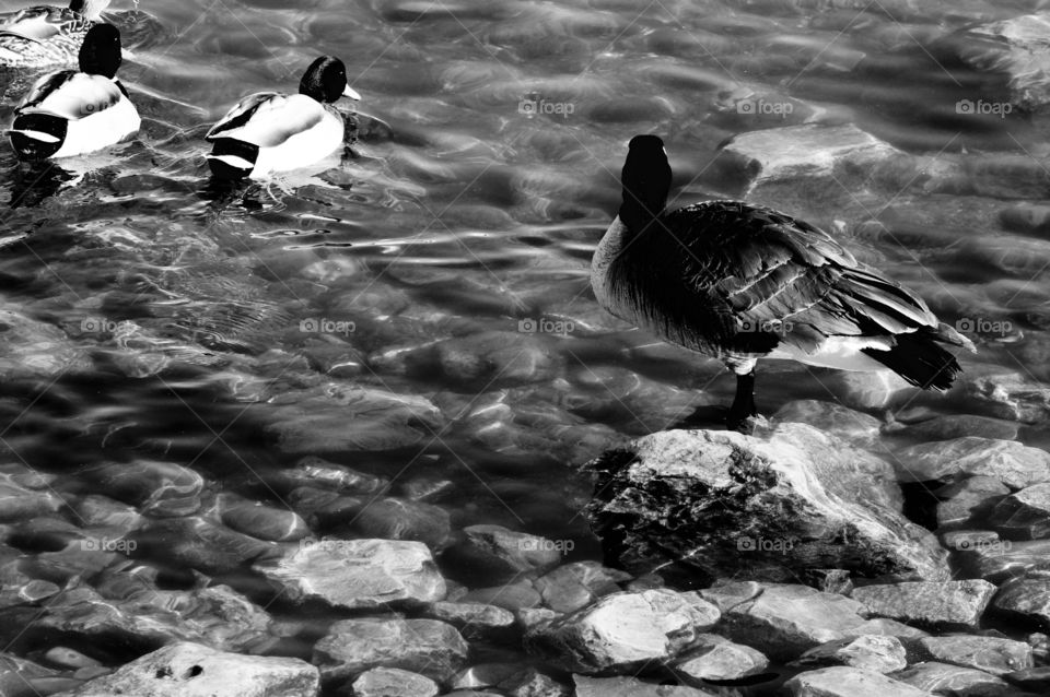 Water Fowl. Ducks