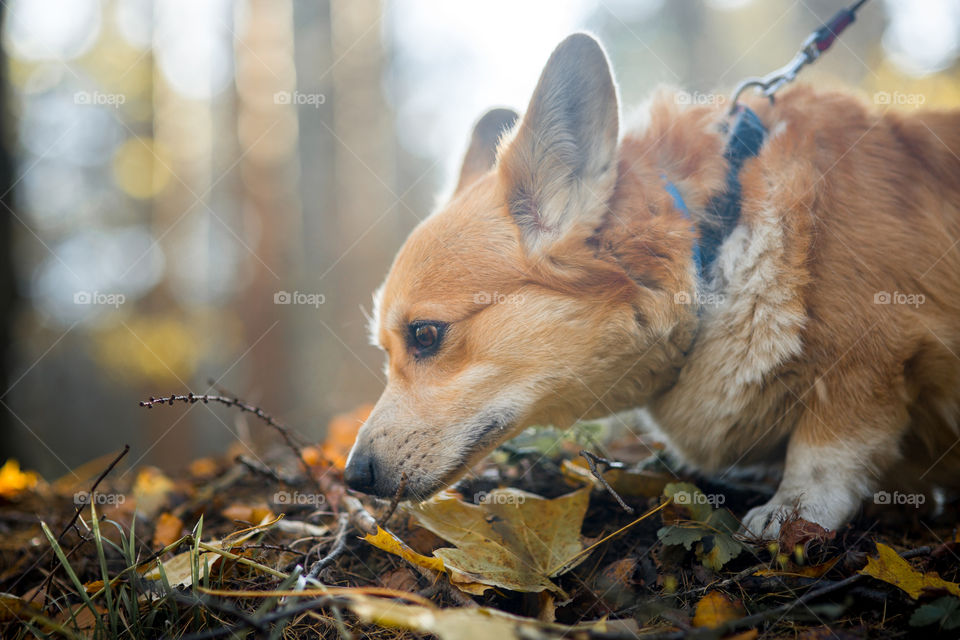 Welsh corgi pembroke in autumn park. 