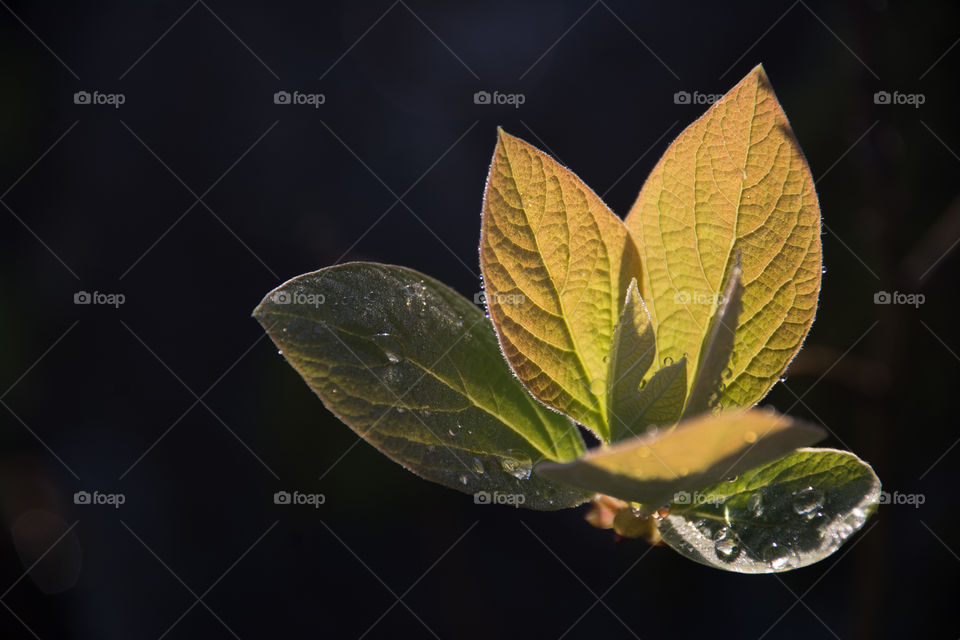 Tree Leaves o a Dark Background 