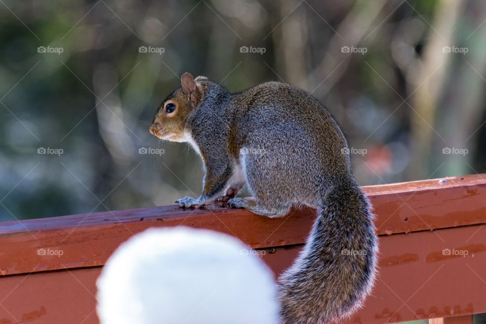 Squirrel on deck