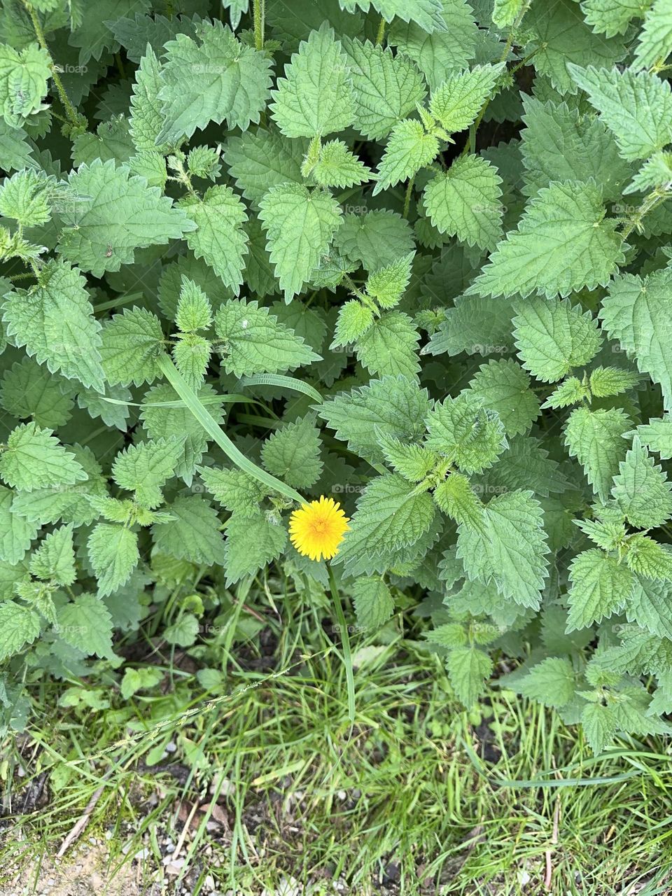 Amarillo es lo q luce