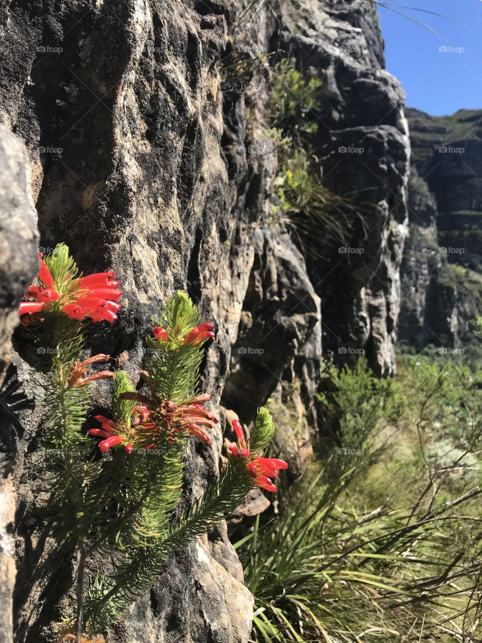 Our local treasure! These tough flowers growing in the most rugged conditions to beautify their rocky surroundings 