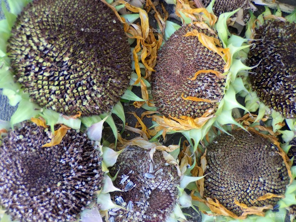 Sunflower Heads