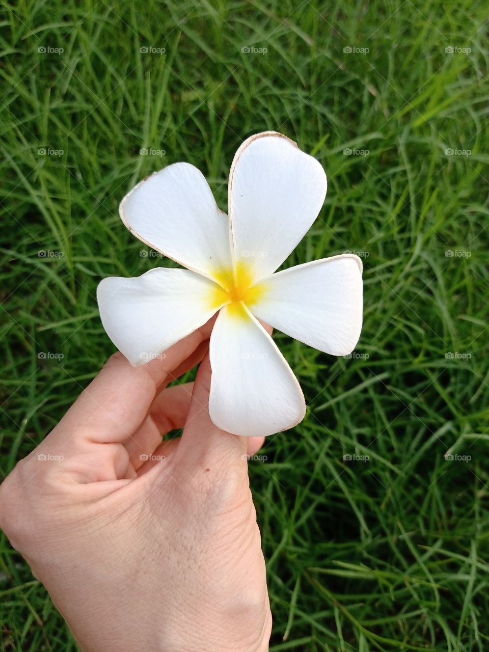 Beautiful Plumeria Flower