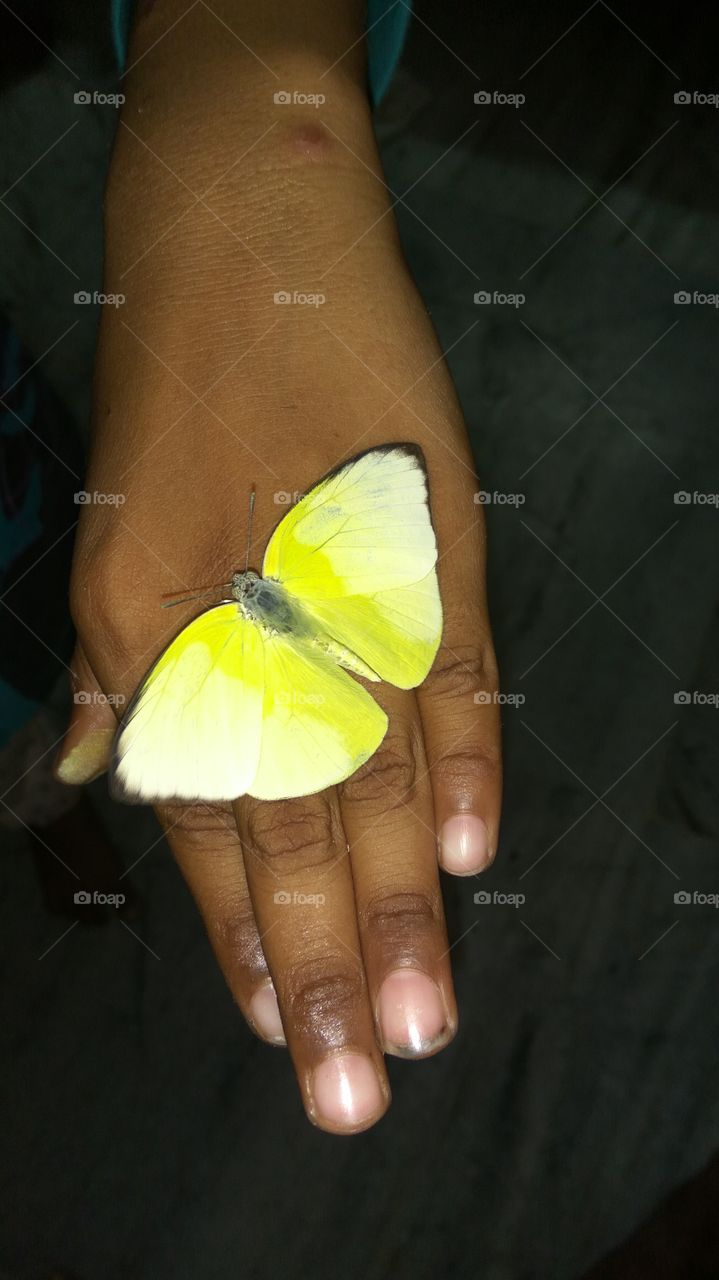 Butterfly in hand