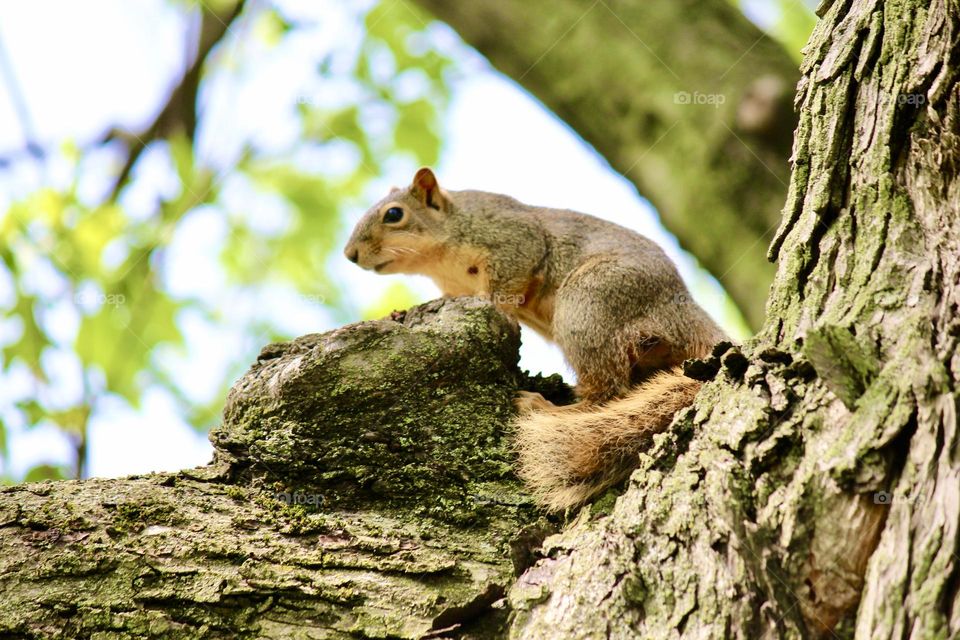 Tree squirrel 