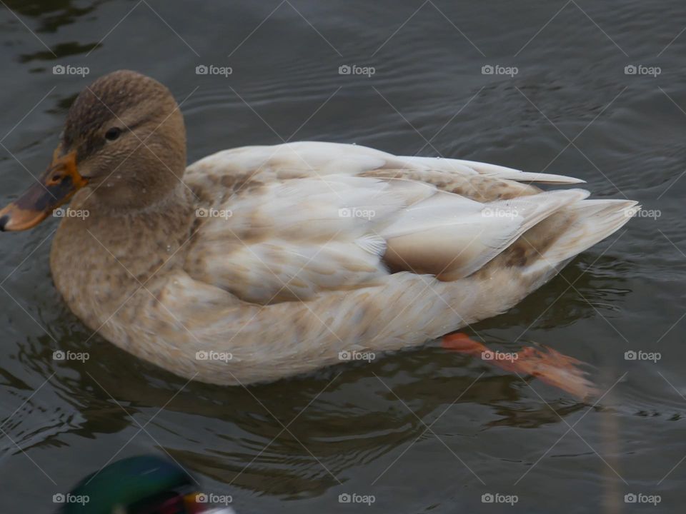 Duck 