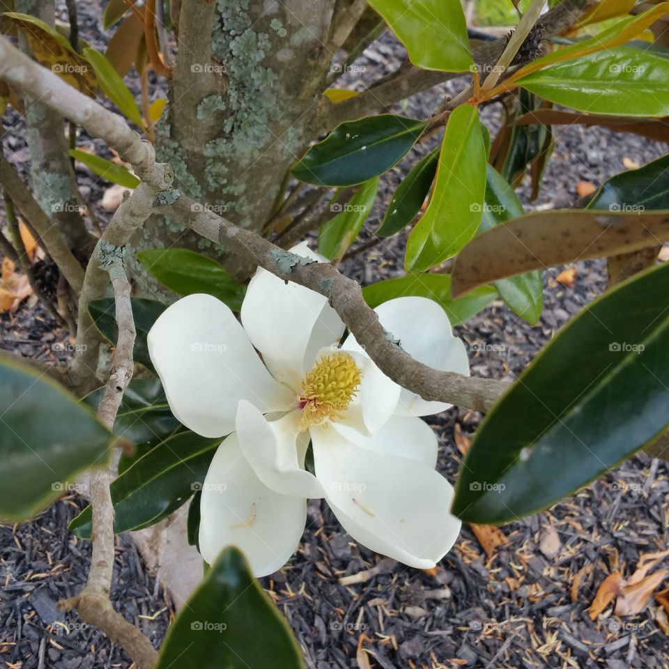 magnolia bloom. pretty magnolia bloom