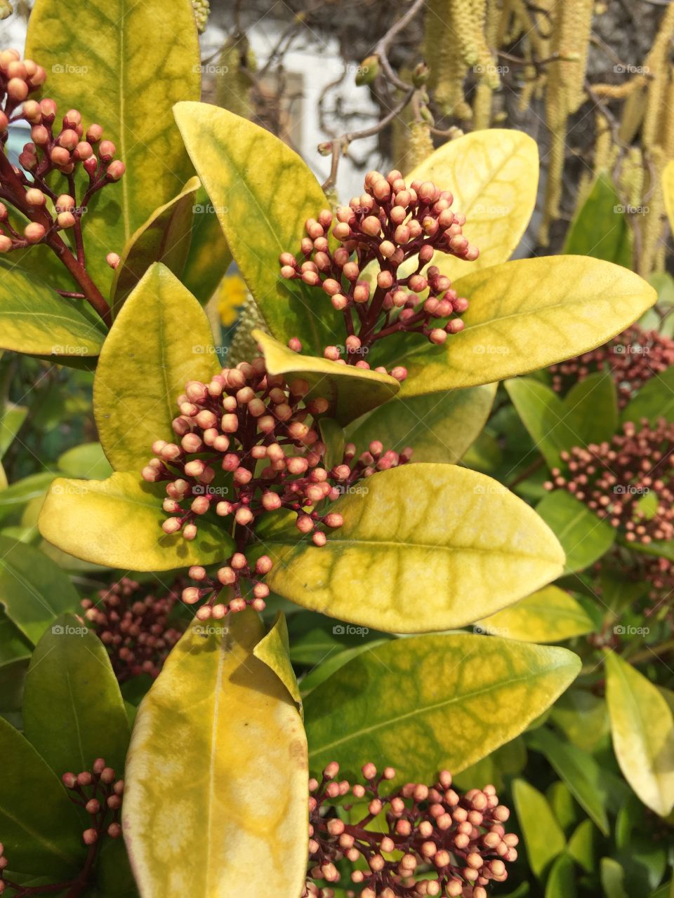 Flowering plant during spring season 