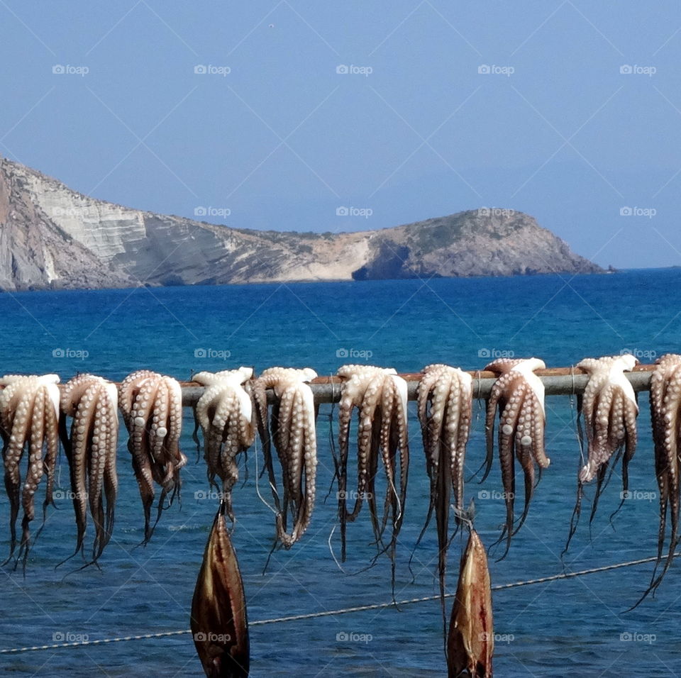 octopus on a wire in Greece