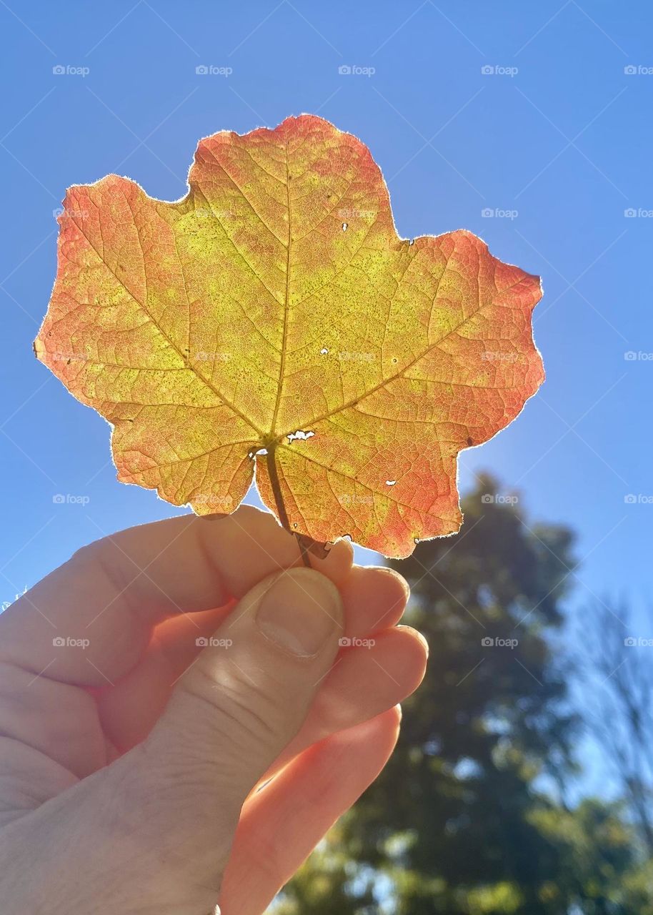 A leaf held up to the sky