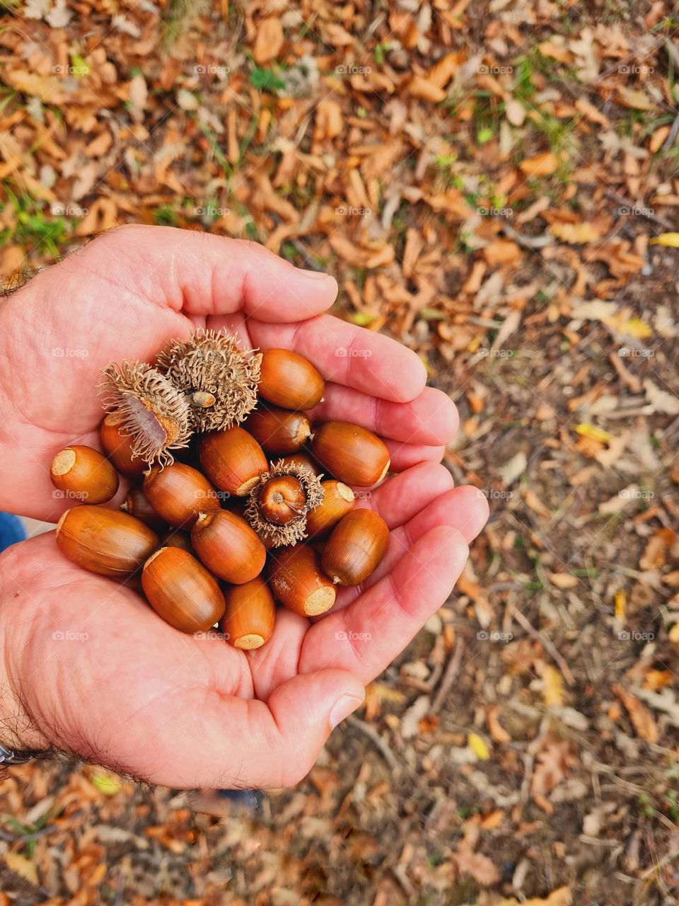 acorns of the forest in your hands