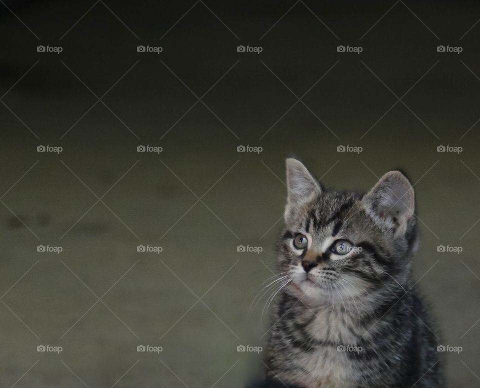 Close-up of kitten