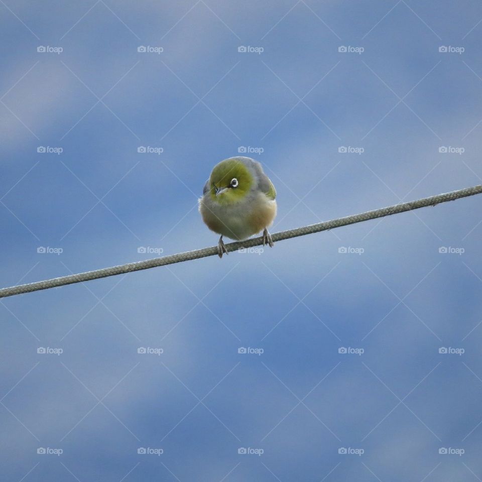 Silver eye on a rope