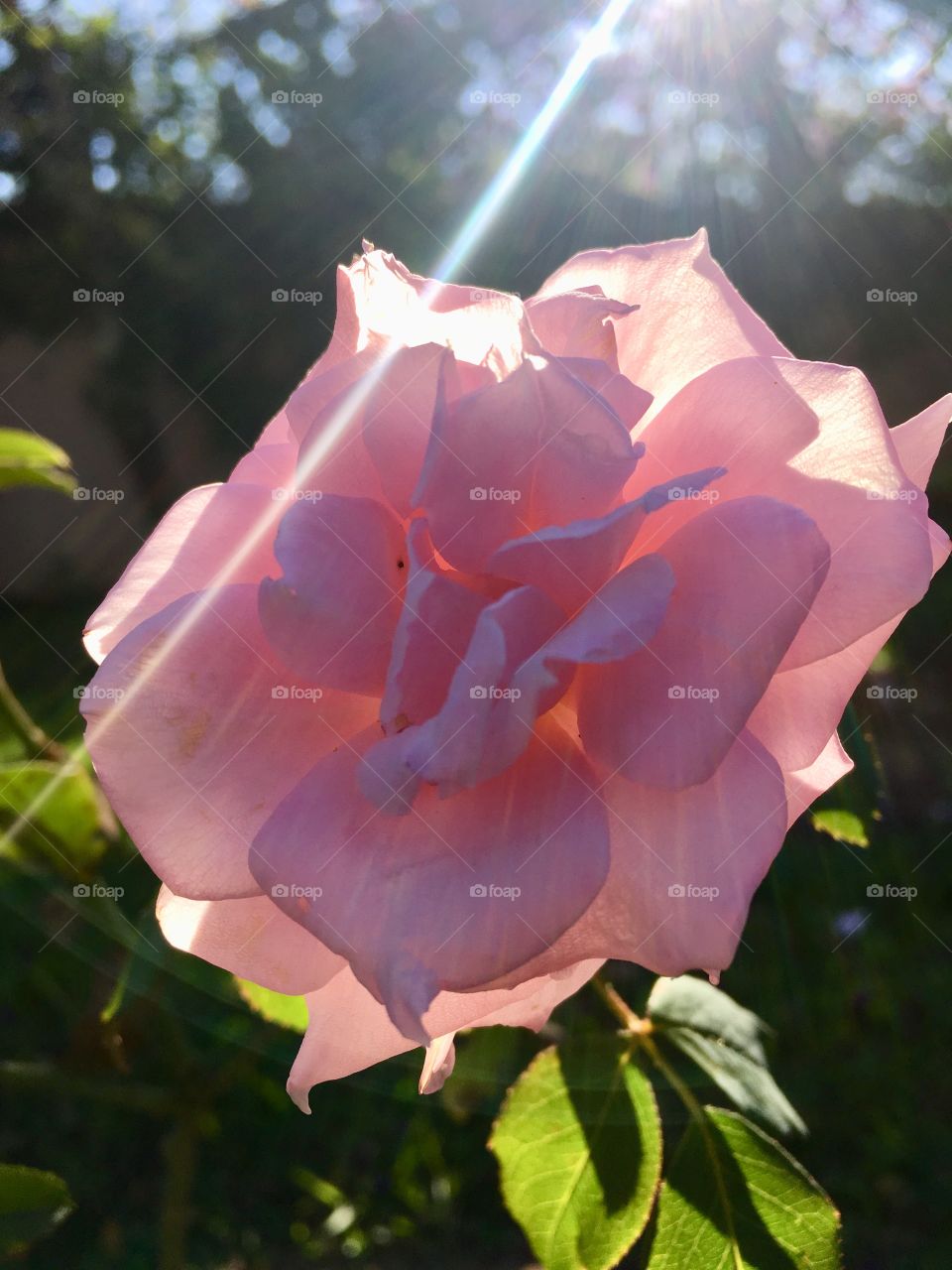 Very beautiful lights with flowers being cut by the sun's rays. Did the petals look pretty or not? / Luzes muito bonitas com as flores sendo cortadas pelos raios solares. As pétalas ficaram bonitas ou não?