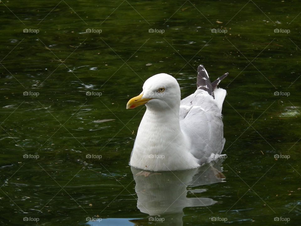 Floating seagull, closeup, Christchurch Park, Ipswich, UK