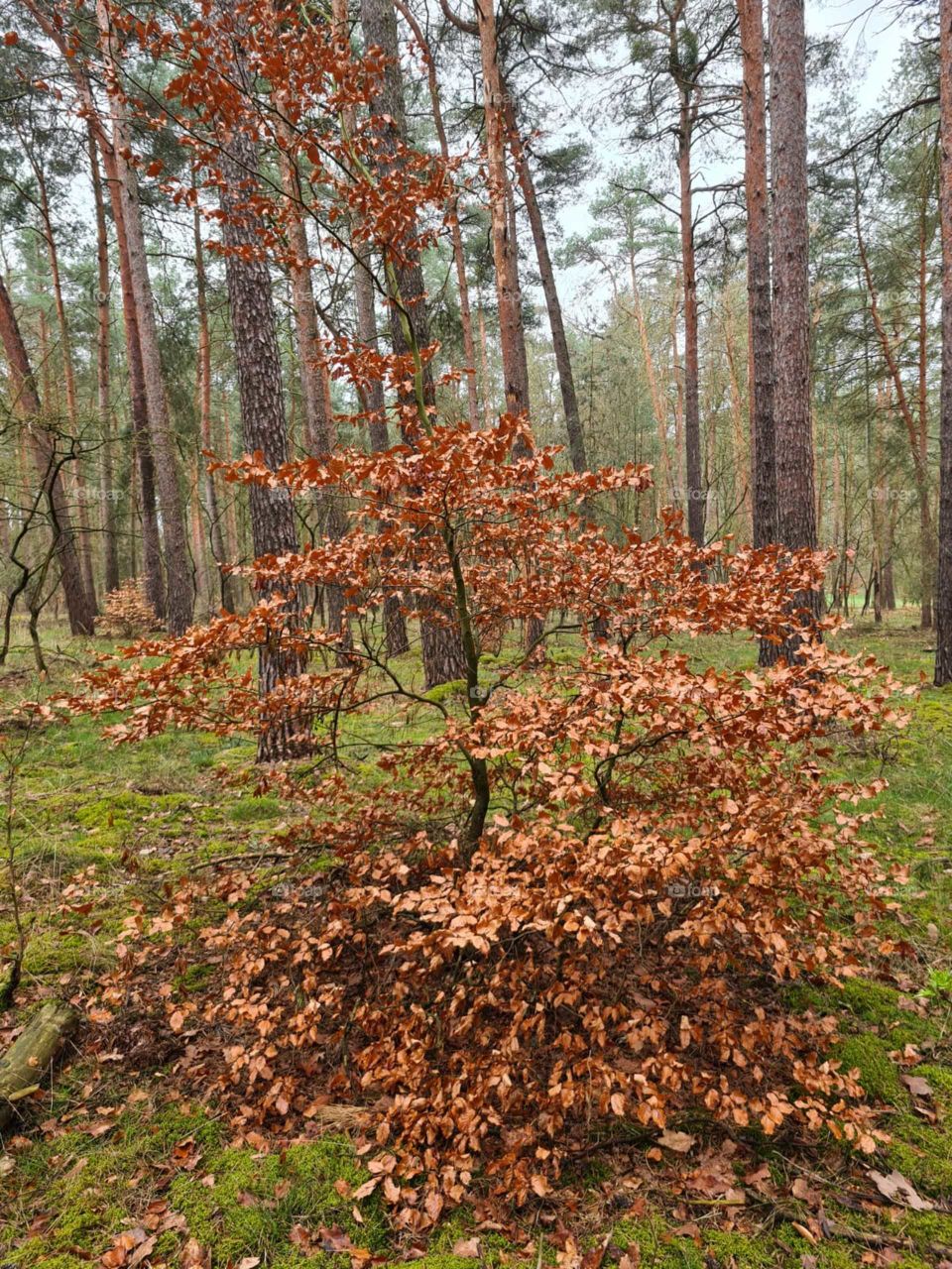 Tree with brown leaves