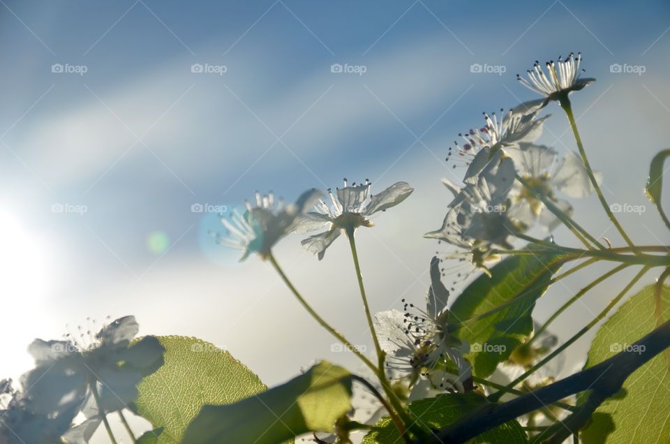 See through flower 