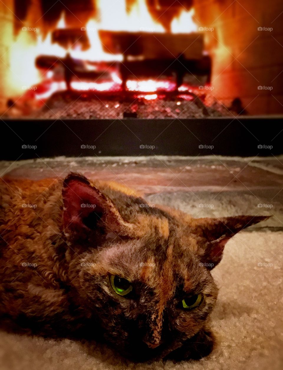 Lazy naps by the fire