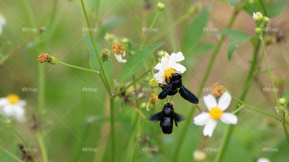 I took this picture after waiting for long time for this two bees to gather in the same flower. They did it only for several seconds and flew again very fast. So, I need to be quick enough to shoot at them.