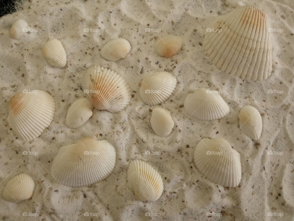 shells