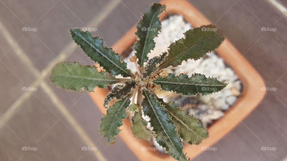 Dorstenia Foetida. Cactus, Thailand.
