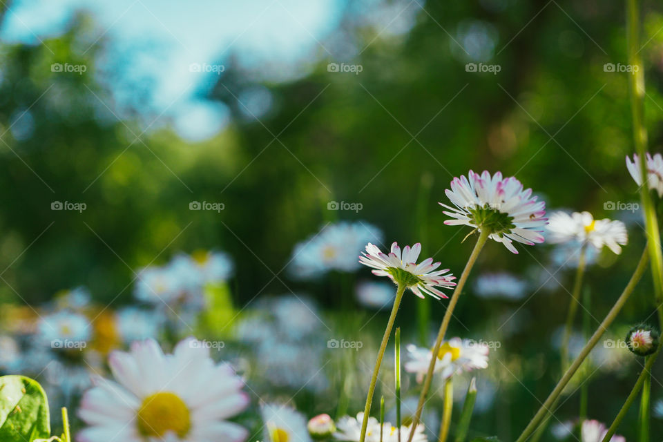 English daisies