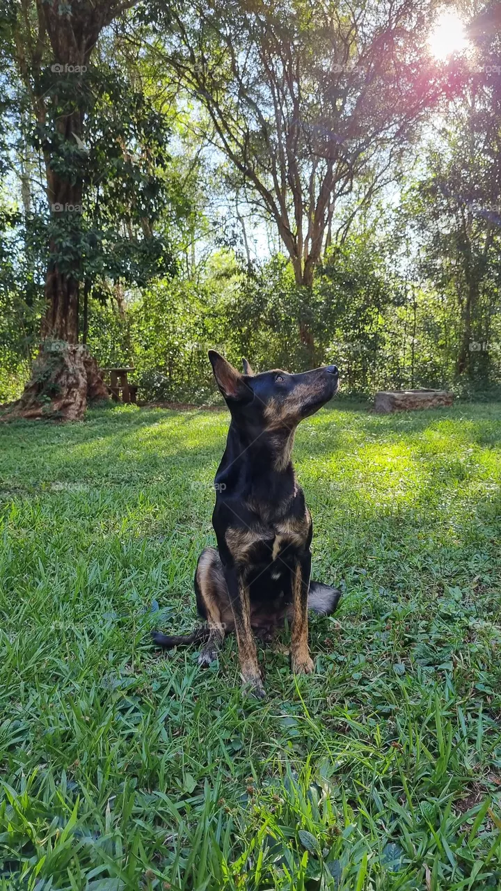 Dog