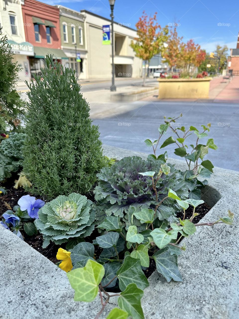 Small town landscaping in downtown Maryville outside the Bluetick Tavern on Broadway with fall leaves on small street trees